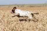 SETTER ANGLAIS 101